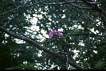 br96123lilablumeimbaum.jpg