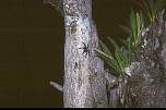 br961315vogelspinne.jpg