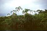 br961810palmengruppe.jpg