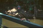 br962314towerlodgetruthahnvogel.jpg