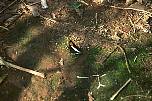 br962625igazuschmetterling.jpg