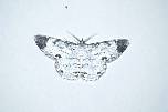 br962933igazuschmetterlinganzimmerwand.jpg