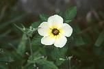 br9629manausblume.jpg