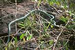 br96314igazuargseiteschlangeaufinselsanmartin.jpg