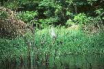 br96326reiher.jpg