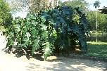 br963412riophilodendron.jpg