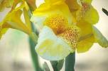 br96613orchidee.jpg