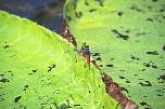 br96628libelleaufseerosenblatt.jpg