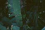 br9663bananenbaum.jpg