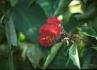 br9669roteblume.jpg