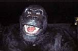 universalkingkong.jpg