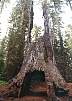 yosemitemamutbaum1.jpg