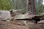 yosemitemamutbaum2.jpg