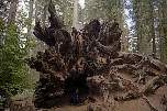 yosemitemamutbaum3.jpg